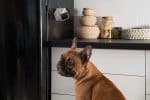 PETCUBE CC10US