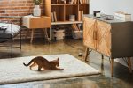 PETCUBE PP20US